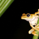Image for article titled Frogs are not okay with being slowly boiled alive, metaphors be damned